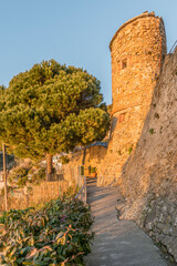 Wall Mural - castle tower and maritime pine at Riomaggiore, Italy