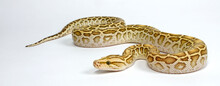 Dunkler Tigerpython // Burmese Python, Indian Rock Python (Python Bivittatus) - Colour Morph "Hypo"