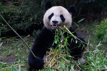 Wall Mural - Panda eating bamboo in the forest