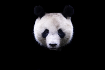 Wall Mural - panda with a black background