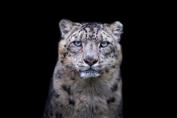 Leinwandbilder - Portrait of a snow leopard with a black background