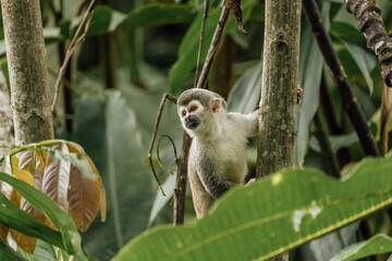 Cute little monkey climbing a tree in the amazon jungle