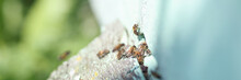 Many Bees Fly Into Bee House Closeup