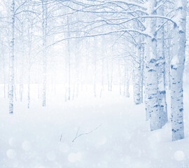 Wall Mural - Winter landscape. Snow-covered birch grove.  Winter background with snow-covered birch trees. Snowfall in winter park
