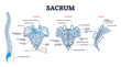 Sacrum as spinal bone structure anatomical description outline diagram. Labeled educational human backbone anatomy with anterior, posterior and sagittal view vector illustration. Low back section.