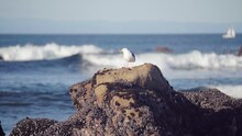 Seagull On Rock Looking For Food