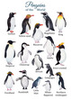 Penguins species poster. Hand-painted watercolor educational set. King penguin, Emperor, Chinstrap, Adelie. Nursery wall art.  Animal world. Educational poster