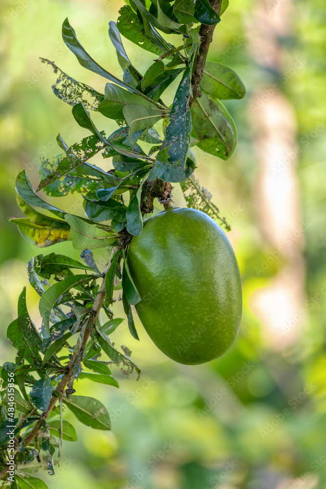 Maracas fruit sales