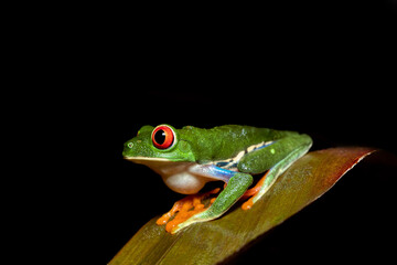 Red-eyed tree frog (Agalychnis callidryas), Beautiful iconic Green frog with red eyes sits on a red leaf in the tropics. Refugio de Vida Silvestre Cano Negro, Costa Rica wildlife.