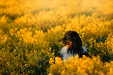 Wall Mural - Portrait of a beautiful Australian Shepherd in a rapeseed field. Aussie on a sunset yellow meadow. High quality photo