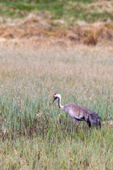 Wall Mural - Alone Crane in a bog at spring