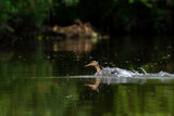 Fototapeta  - Rozpędzająca się na wodzie kaczka krzyżówka (Anas platyrhynchos) rozchlapuje wodę. 