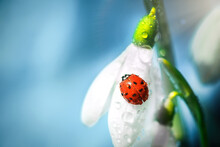 Ladybird Coccinella Septempunctata On A Snowdrop Flower. Spring Background. Delicate White Flower In Spring On A Blue.