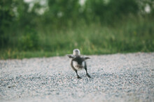 Barnacle Goose Gosling Crossing A Path, Learning To Fly. Green Grass In The Background. Branta Leucopsis.