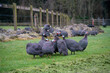 Guinea hens or guinea fowls  on the grass