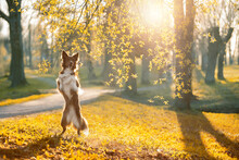A Beautiful Border Collie Stands On Its Hind Legs In The Sunset Rays. High Quality Photo