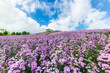 Margaret flower field and sky,Close up margaret field and blue sky background