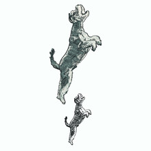 Vintage Hand Drawn Sketch Colored Jump Schnauzer Dog