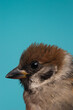 Sparrow closeup on blue background