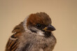 Sparrow closeup on beige background