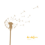 Fototapeta Dmuchawce - Dandelion silhouette with flying dandelion buds. Vector illustration