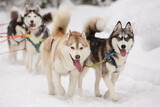 Fototapeta Psy - Cute gray and red sled dog Siberian husky is driving a sled through a winter snow-covered forest and looks
