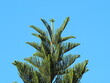 Chilean pine tree on sofe sunshine. Araucaria heterophylla  Pine against bright sky background. House pine or Norfolk Island pine. A large tree with a specific shape branched into tiers, tiered shape.