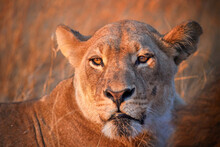 Lioness Portrait In Dawn Light. Savuti, Botswana. 