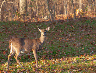 Poster - White tail deer near a forest edge