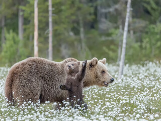 Wall Mural - Brown bear mother and her small cub in the middle of the cotton grass in a Finnish bog. Cub is standing on its hind legs.