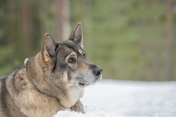 Wall Mural - Portrait of a West Siberian Laika dog in snowy forest in Finland