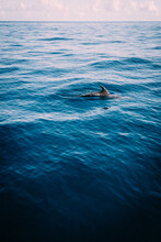 Solo Spinner Dolphin Fin  Surfaces In The Vast Blue Ocean