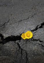 Spring Yellow Flowers Close Up In Crack Of Asphalt Road Background. Earth Day, Ecology Concept. Industrial Damage For Nature. Symbol Of Strength, Vitality, Struggle For Life, Growth.