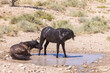 Wild Horses at a Utah Desert Waterhole in Summer