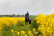 Ausritt im Raps, Reiter mit schwarzen Warmblut Pferd zwischen zwei Rapsfeldern in voller gelber Blüte