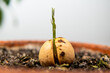 sprouted avocado stone
