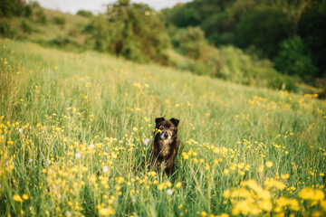 Canvas Print - Resting dog on grass in flowers field