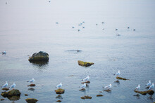 A Flock Of Gulls Sits On Rocks Near The Sea