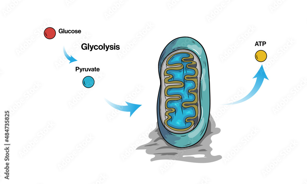 ATP Synthesis in mitochondria through Glycolysis pathway illustration ...