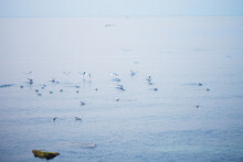 A Flock Of Gulls Takes Off From The Rocks Near The Sea
