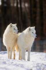  male Arctic wolf (Canis lupus arctos) two brothers together