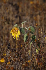 Wall Mural - Sad sunflower