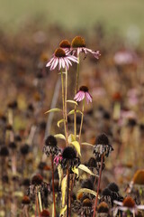 Wall Mural - Coneflower 