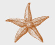 Common starfish asterias rubens in top view, after antique graphic