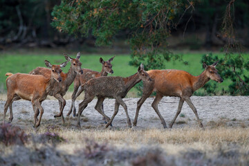 Wall Mural - Red deer female and calf in rutting season in National Park Hoge Veluwe in the Netherlands