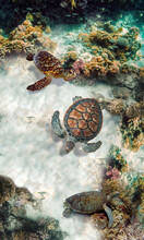 The Green Sea Turtle, Chelonia Mydas. Caribbean, Cayman Islands, Galapagos Islands, Grand Cayman, UNESCO World Heritage Site. Young Green Sea Turtle, Overhead View