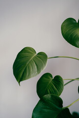 Sticker - A portrait of a flowering plant called Pasta or Philodendron on a white background