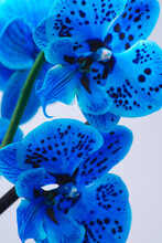 Orchidea Blu Con Macchie Nero