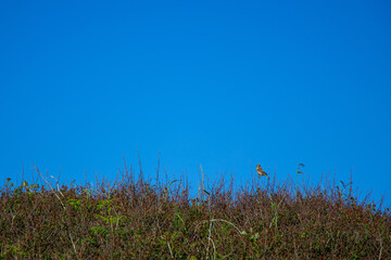 Canvas Print - A Linnet perched on a bush along the Pembrokeshire Coast Path