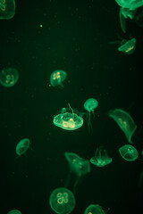 Wall Mural - Jellyfish in the marine aquarium
